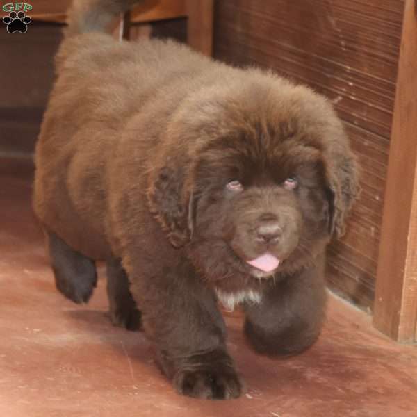 Rollie, Newfoundland Puppy